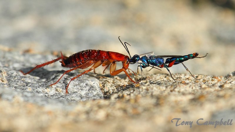 Darko insects