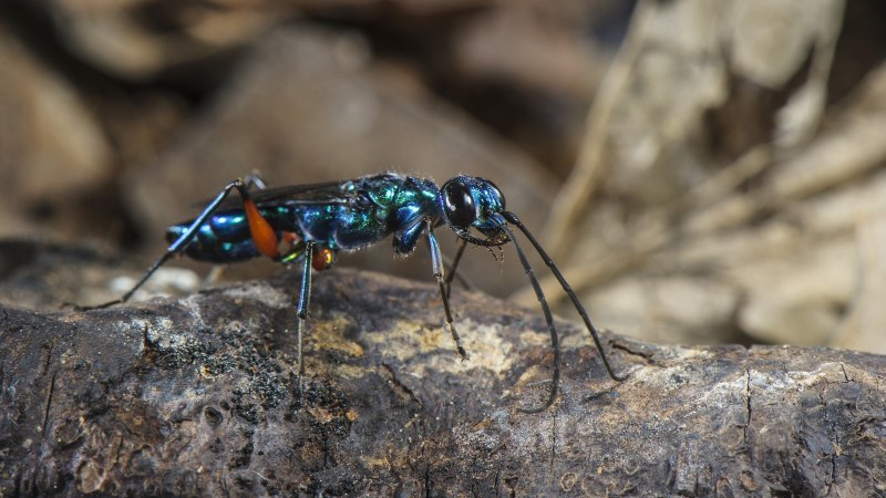 Emerald Cockroach Wasp area