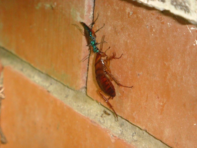 Осы-блестянки Chrysididae