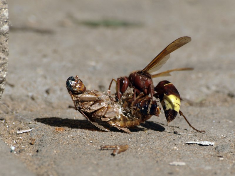 Cariridris bipetiolata