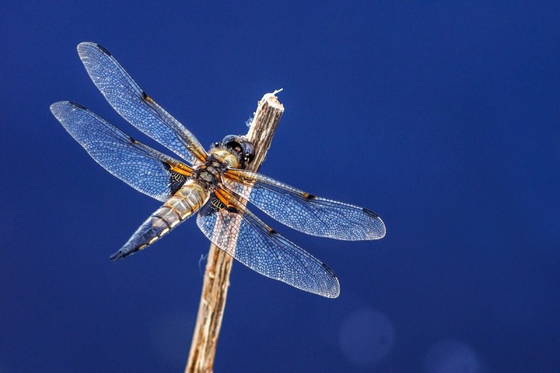 Orthetrum cancellatum