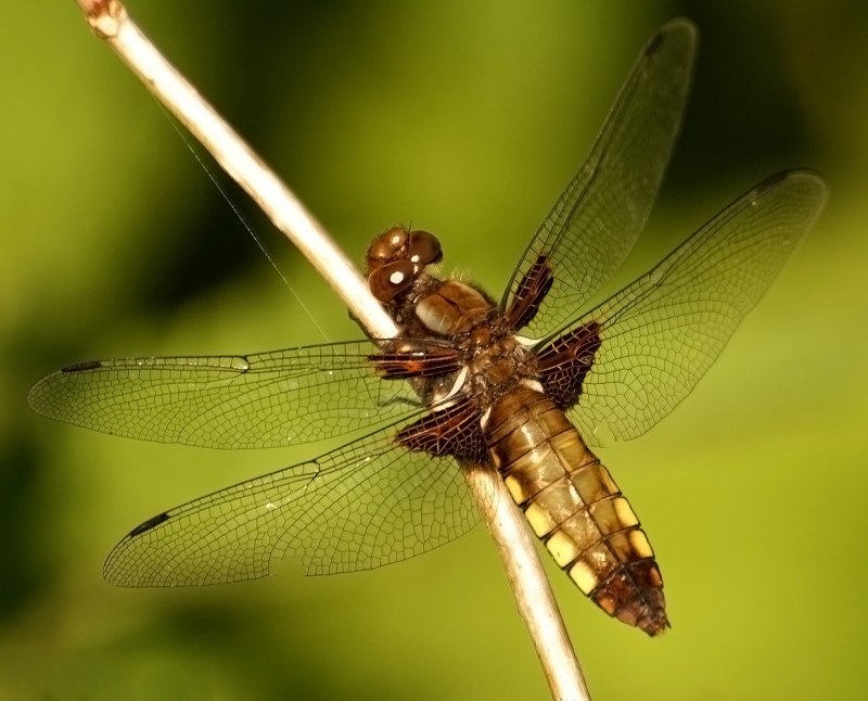 Emerald Damselfly насекомых