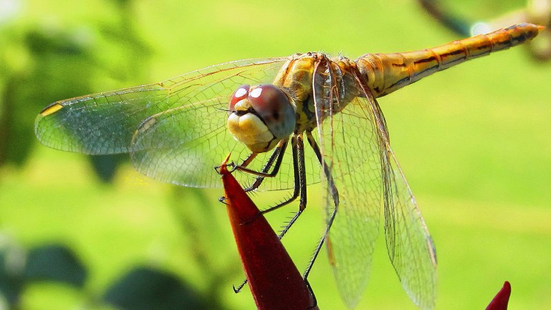 Стрекоза Trithemis Aurora