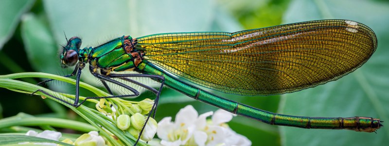Коромысло большое (Aeschna Grandis)