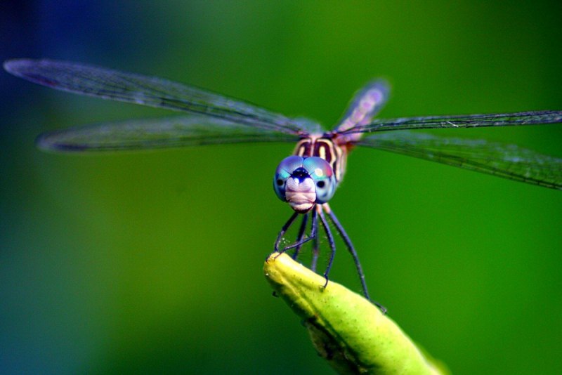 Стрекоза Dragonfly