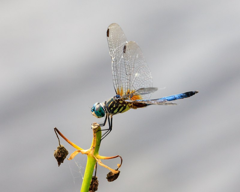 Стрекоза четырехпятнистая Libellula quadrimaculata