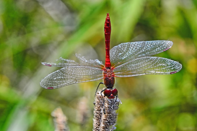 Libellula depressa l. – Стрекоза плоская