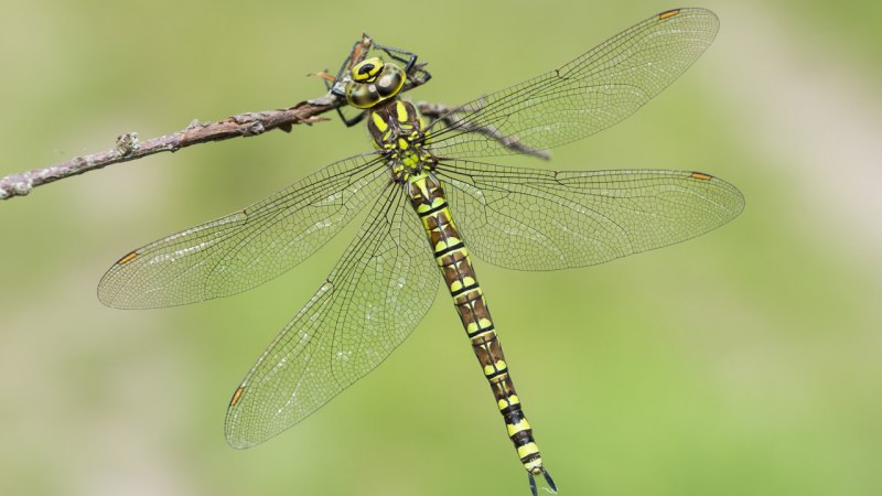 Стрекозы Epiophlebia Diana