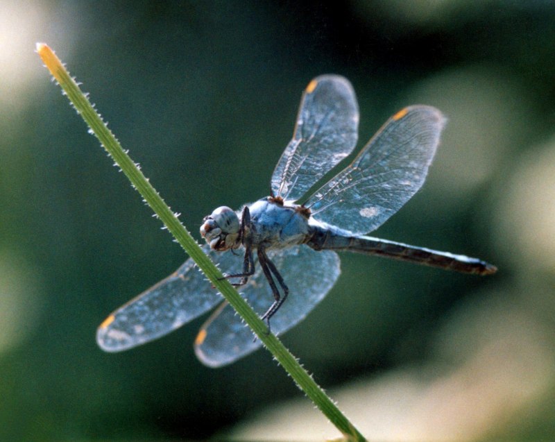Coenagrion hastulatum