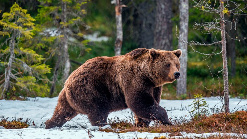Северная Америка медведь Гризли
