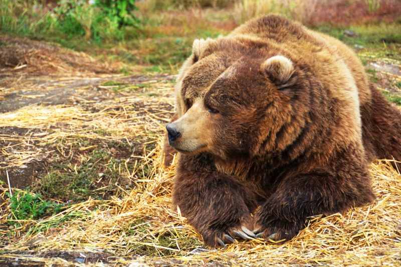 Бурый медведь (Ursus arctos)