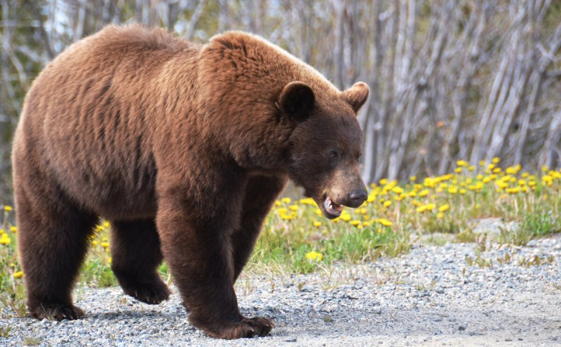 Ursus arctos Piscator