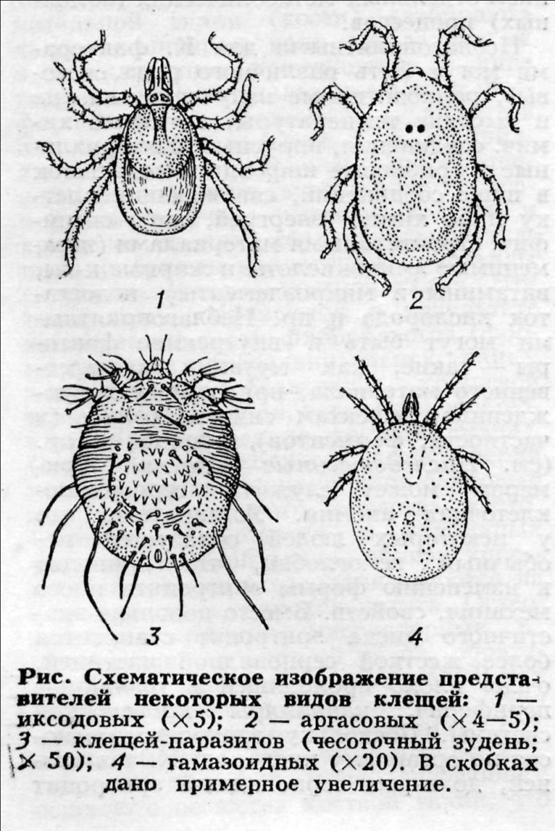 Строение иксодового клеща схема