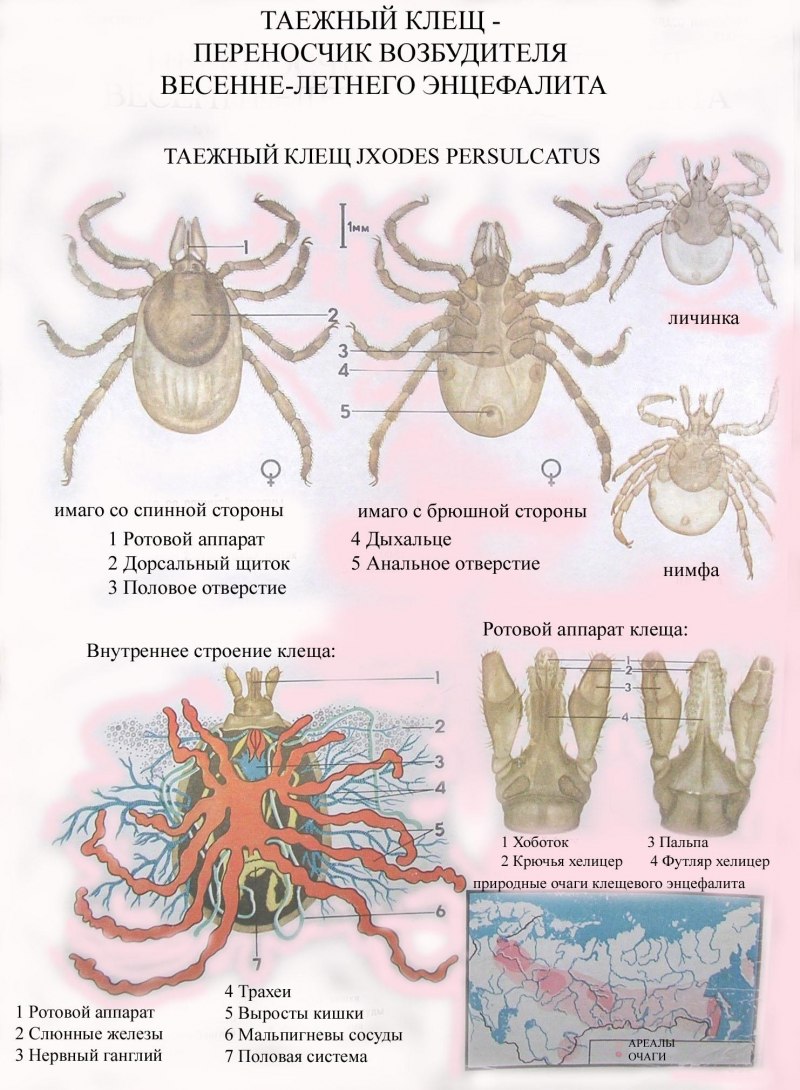 Нимфа таежного клеща строение