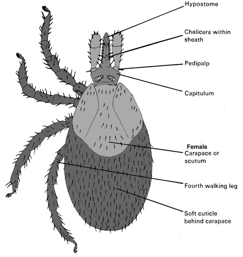 Имаго Ixodes persulcatus.