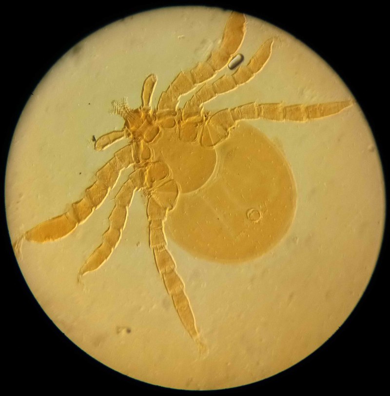 Ixodes persulcatus личинка