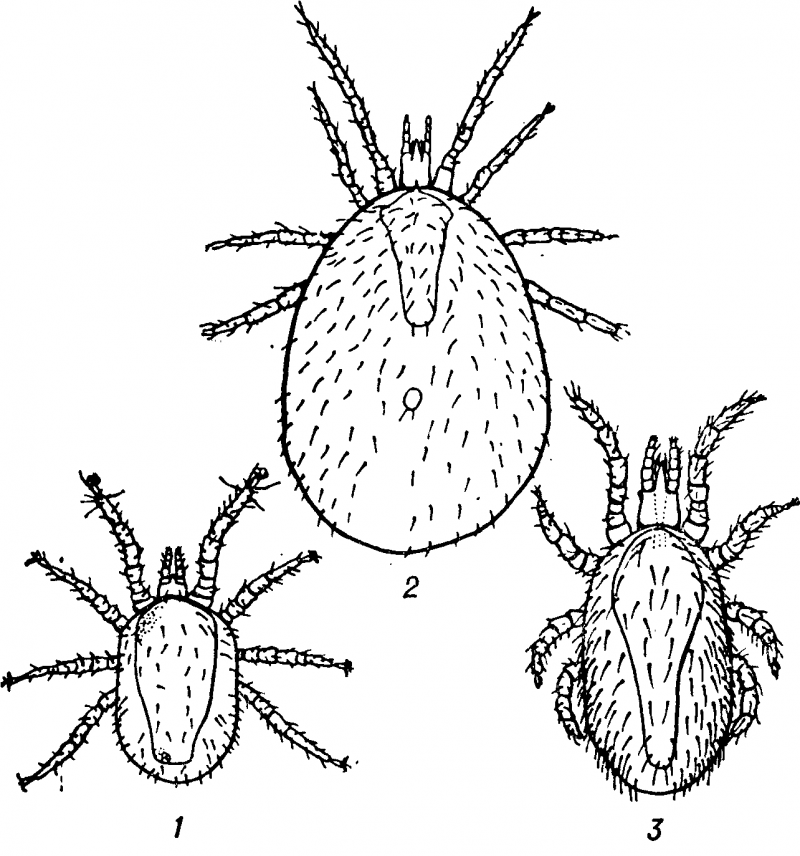 Куриный клещ (Dermanyssus gallinae)