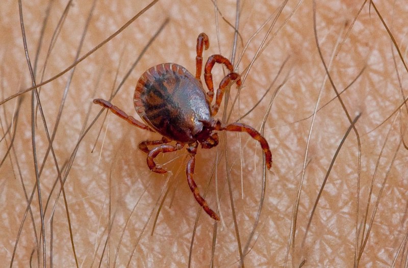 Ixodes persulcatus