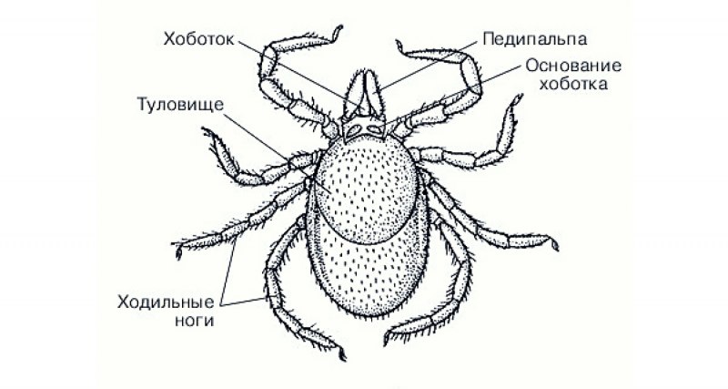 Строение иксодовых клещей