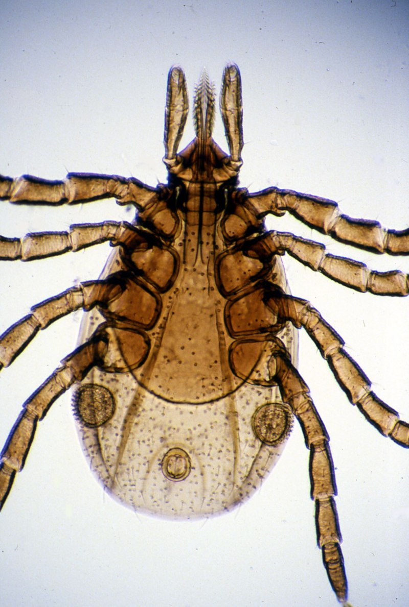 Черноногий клещ (Ixodes scapularis)