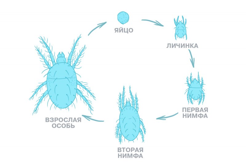 Схема жизненного цикла клеща