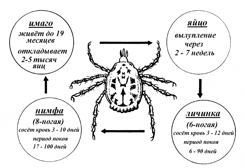 Иксодовые клещи жизненный цикл