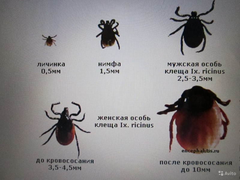 Стадии развития таежного клеща