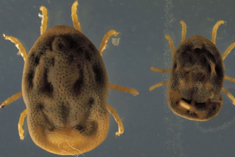 Alveonasus Lahorensis