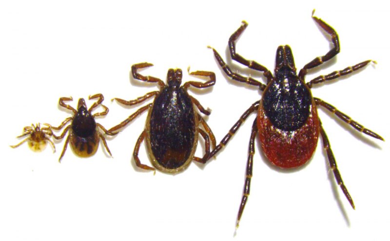Собачий клещ Ixodes Ricinus
