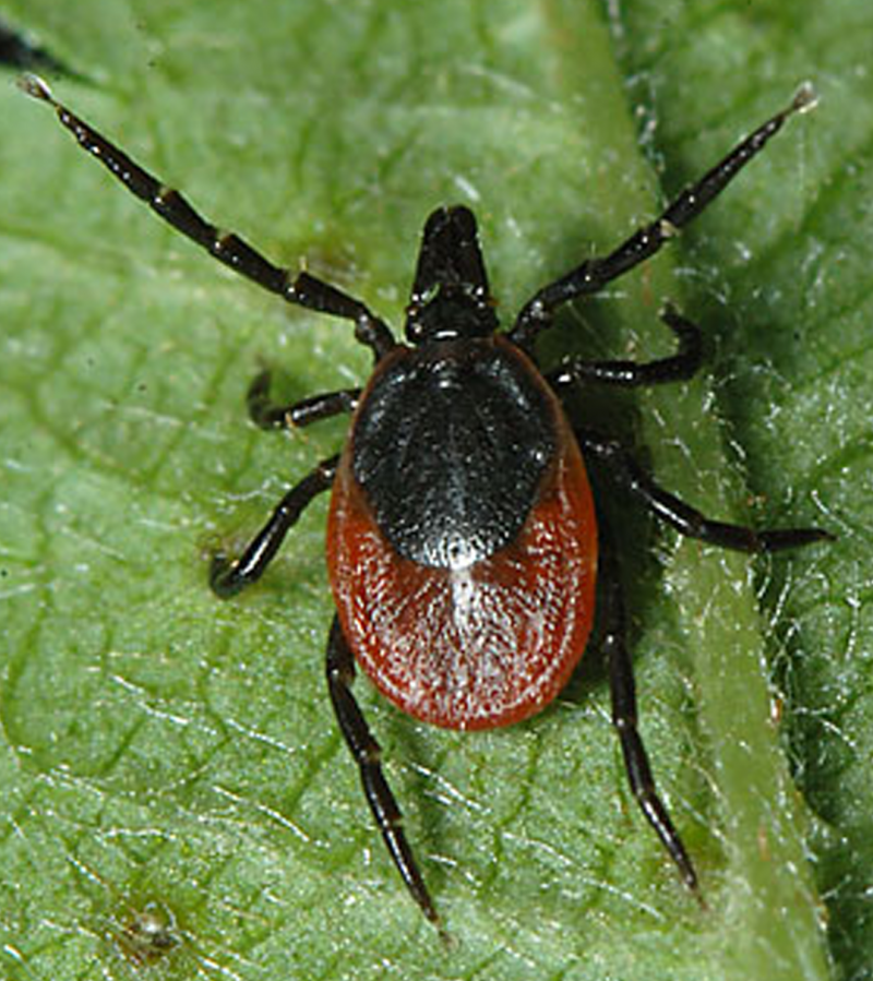 Ixodes Ricinus нимфа