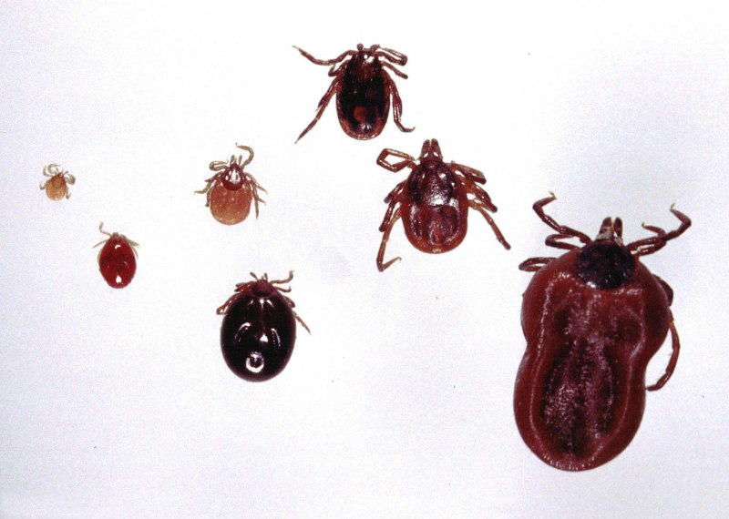 Клещ Ixodes Ricinus