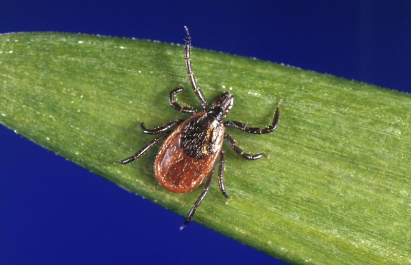 Клещ Ixodes