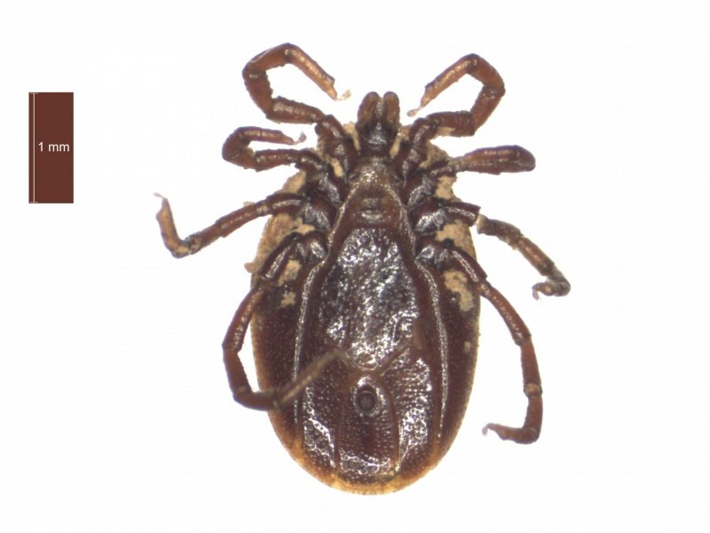 Ixodes Ricinus самец