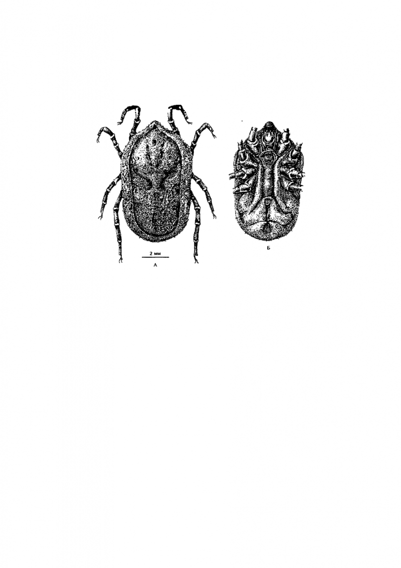 Поселковый клещ (Ornithodorus papillipes)