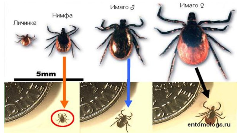 Иксодовые клещи нимфа личинка