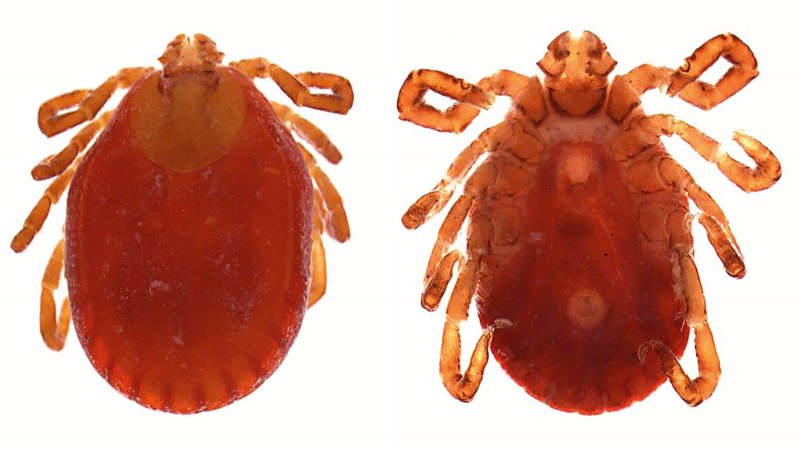Haemaphysalis клещ