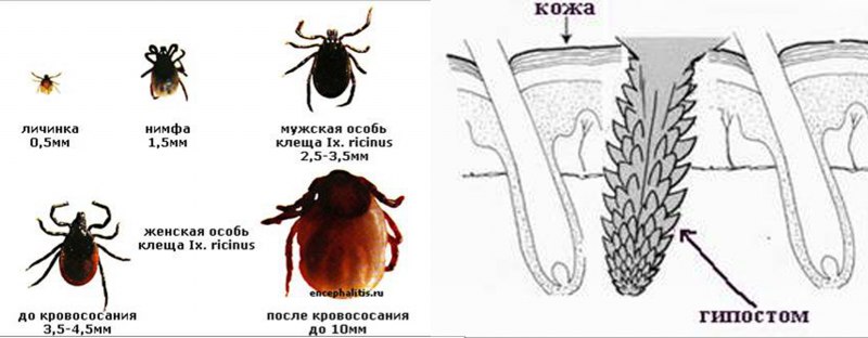 Этапы присасывания клеща