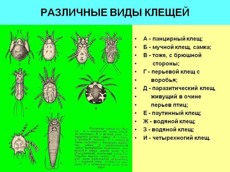Отряд клещи представители