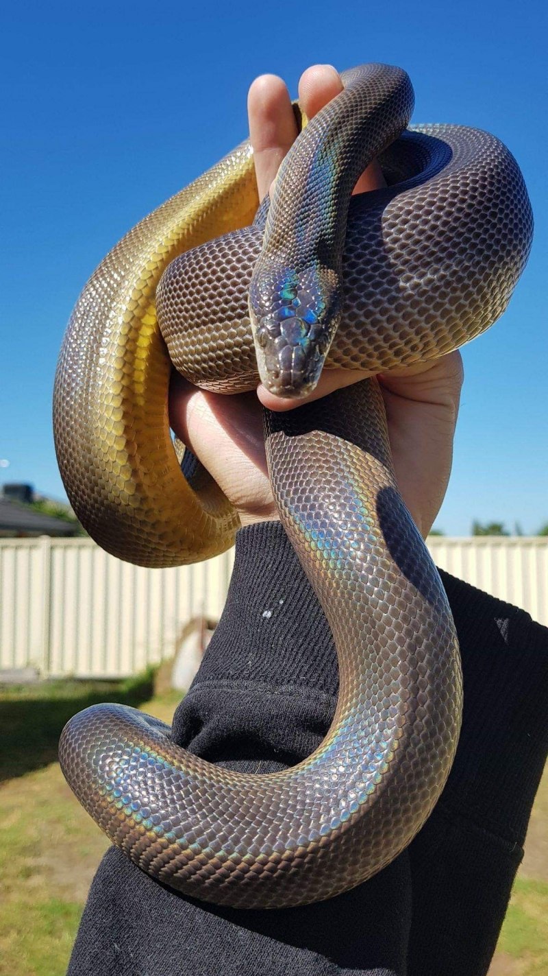 Питон Morelia viridis