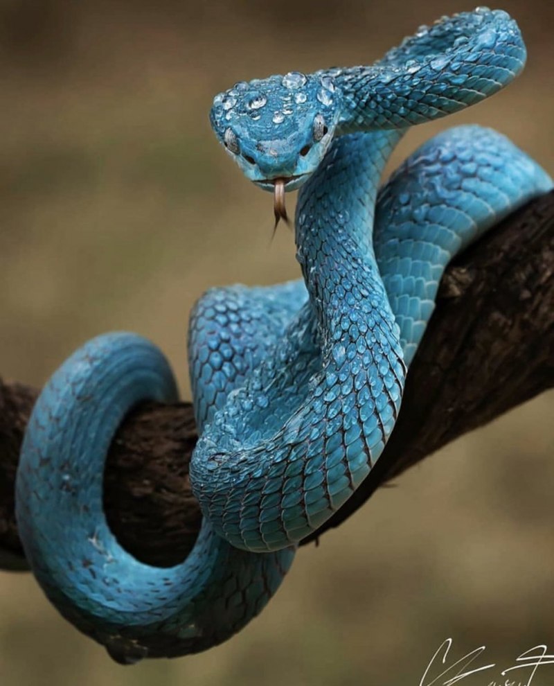 Лучистая змея Xenopeltis Unicolor