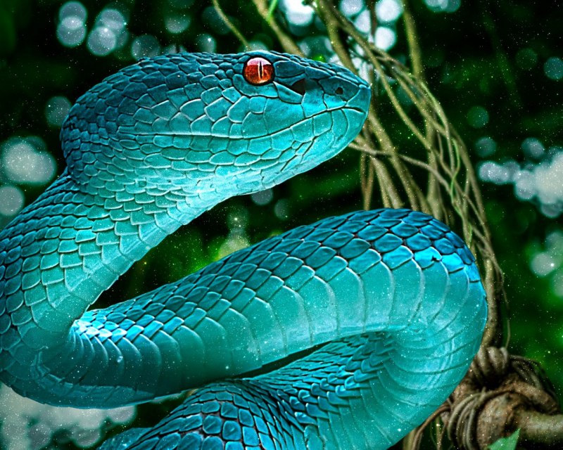 Coluber Constrictor Foxii