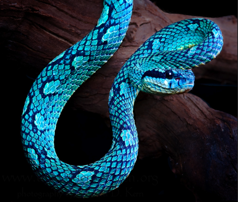 Голубая комодская куфия (Trimeresurus insularis