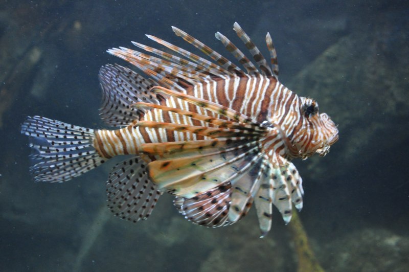 Крылатка Pterois volitans