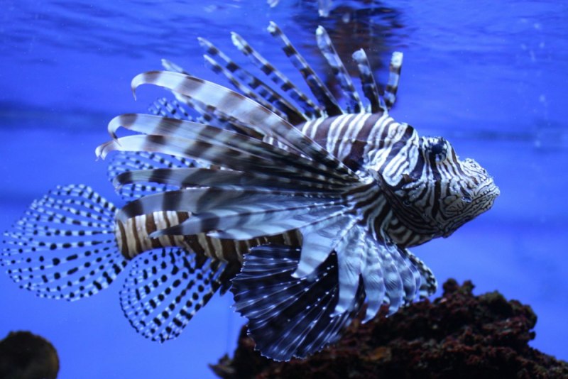 Крылатка-Зебра чернополосая (дьявол) (Pterois volitans)