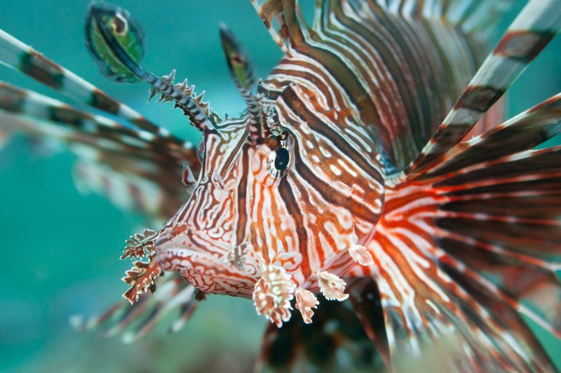 Крылатка Pterois volitans