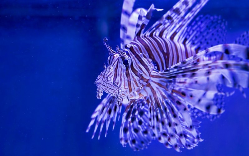 Крылатка Pterois volitans