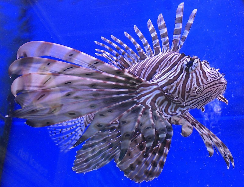 Pterois volitans 25sm