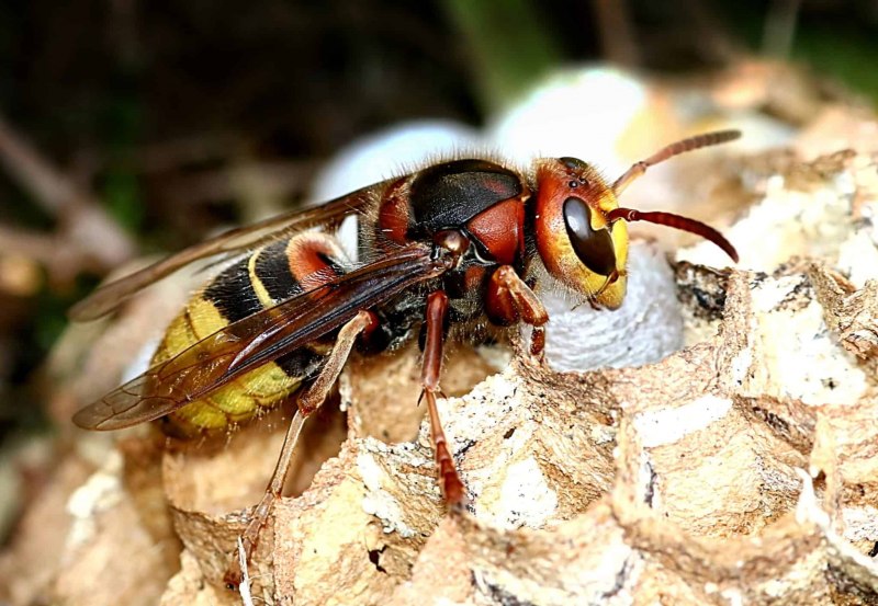 Dolichovespula maculata