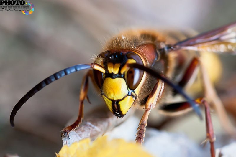 Bald faced Hornet