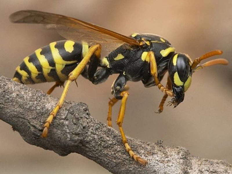 Vespula vulgaris